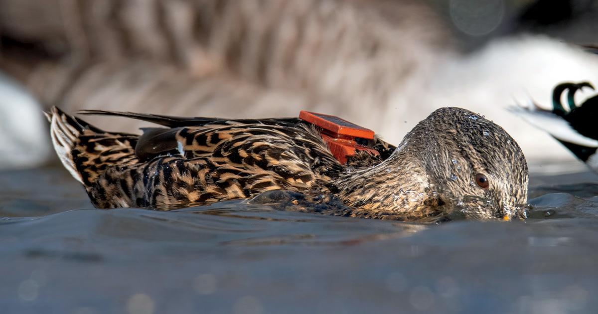 Understanding Waterfowl Ducks Join the Digital Age Ducks Unlimited